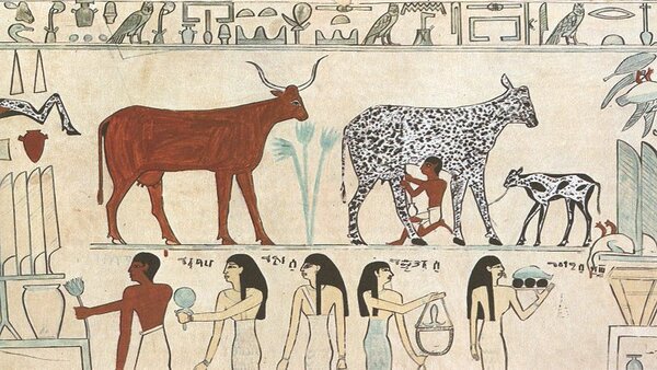 Nutztiere in Ägypten