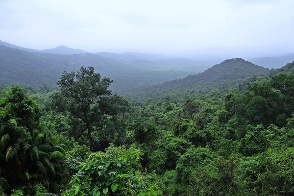 Regenwald in Indien