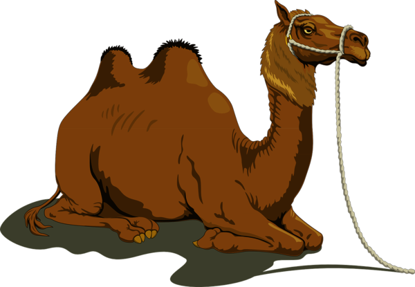 Zeichnung Kamel