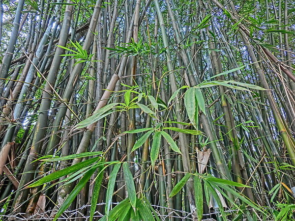 Chinesischer Bambuswald