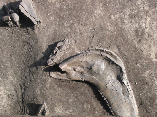 Fossil: Kieferknochen aus Schöningen