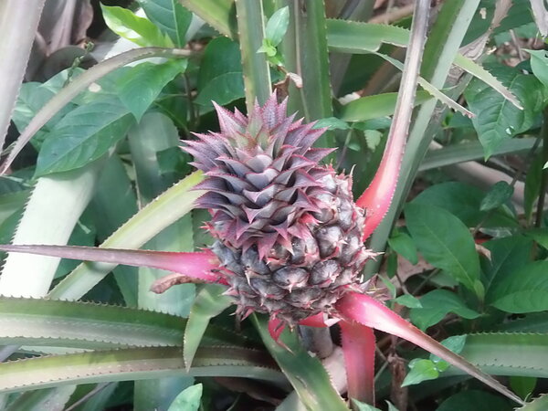 Wie wächst Ananas?