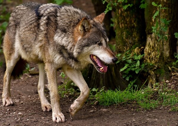 Wolf vs Hund