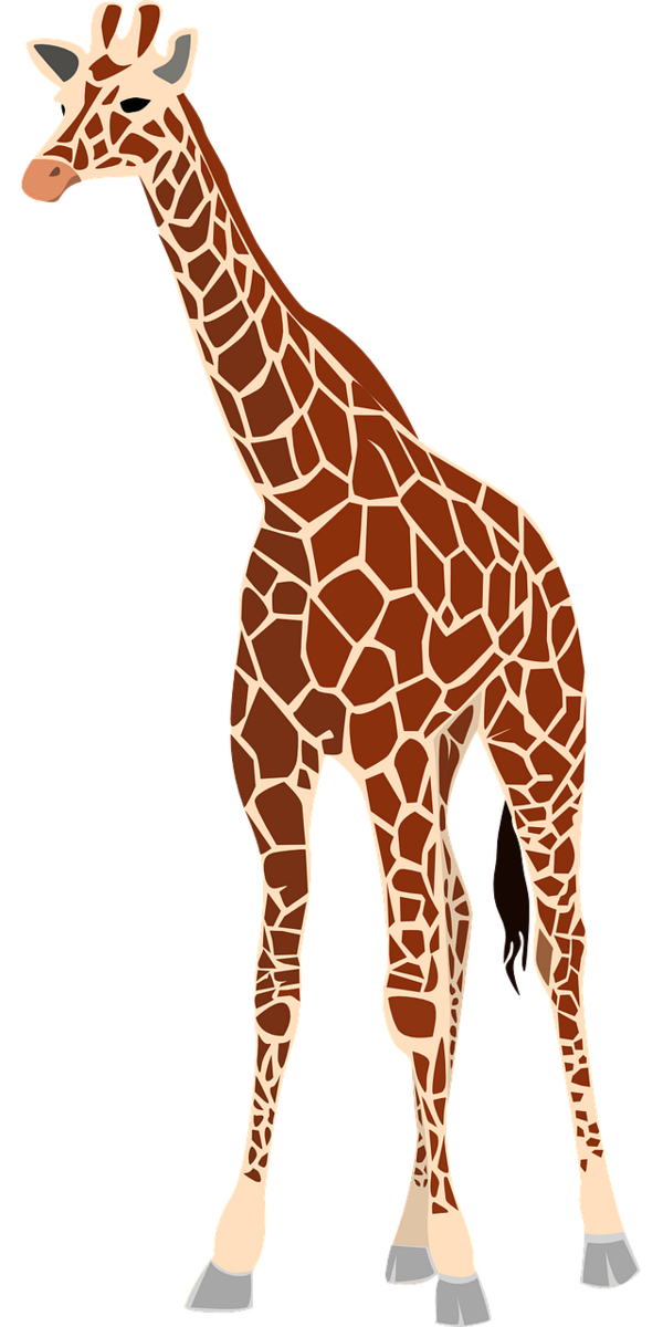 Giraffe Zeichnung