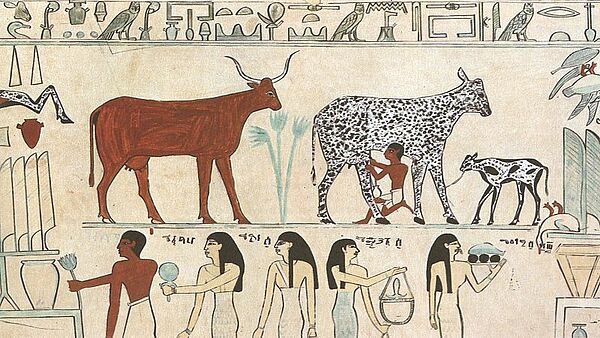 Nutztiere in Ägypten