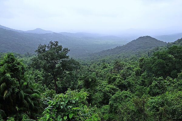 Regenwald in Indien