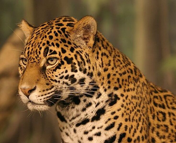 Kinderzeitmaschine ǀ Welche Bedeutung hat der Jaguar bei den Olmeken?