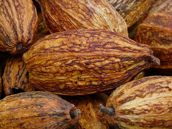 Früchte des Kakaobaums