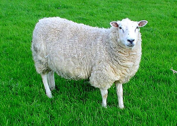 Schaf: eines der ersten Haustiere des Menschen