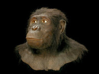 Australopithecus