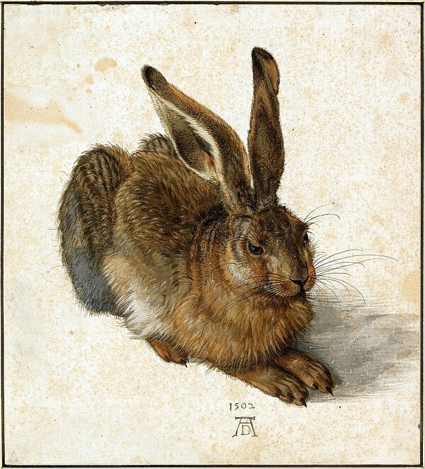 Albrecht Dürer: Feldhase