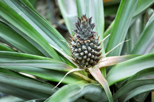Reife Ananas