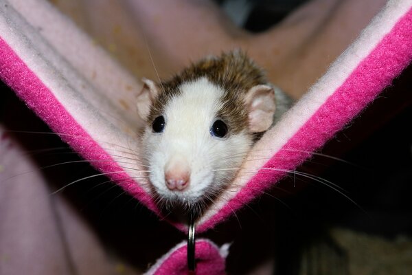 Ratte Ratte