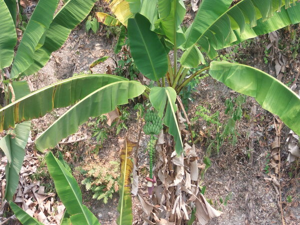 Früchte: Banane Aus welchem Land kommen Bananen?