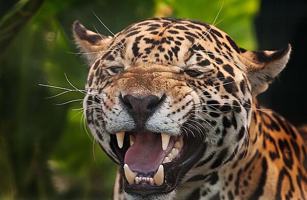 Jaguar Maya