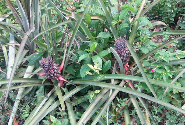Ananas