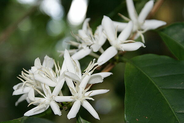 Blühende Arabica-Kaffeepflanze