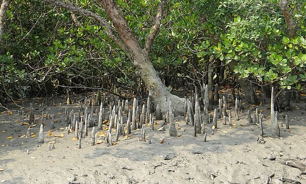 Indien Sundarbans Mangroven