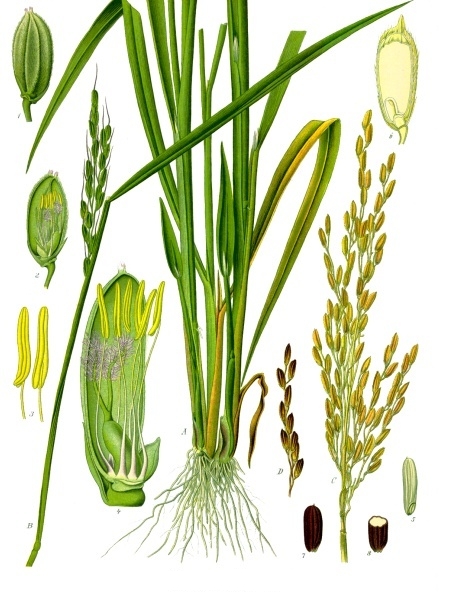 Die Reispflanze
