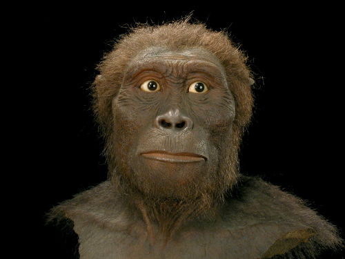 Australopithecus afarensis