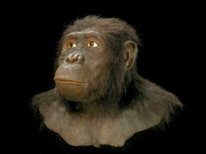 Australopithecus anamensis