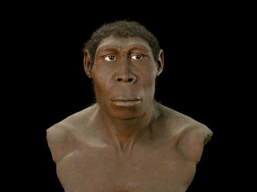 Homo erectus