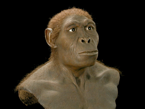 Homo habilis