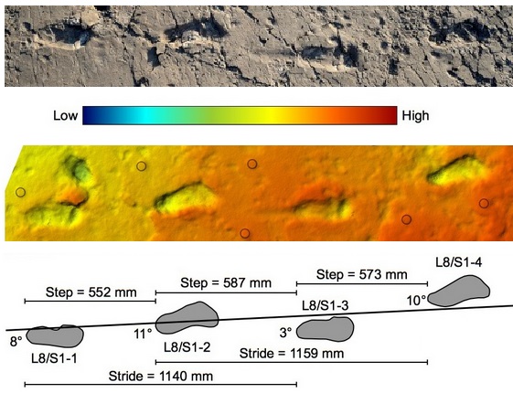 Spurenfossil in Laetoli Fußspuren von Laetoli