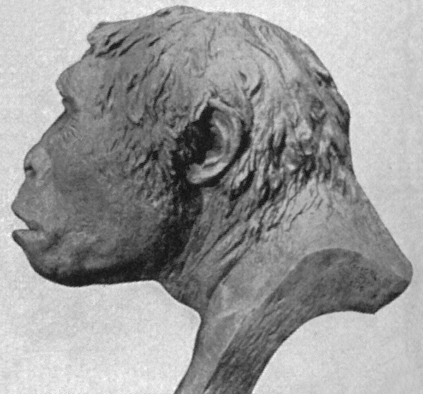Pithecantropus