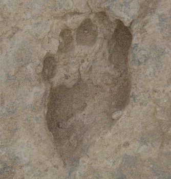 Spurenfossilien