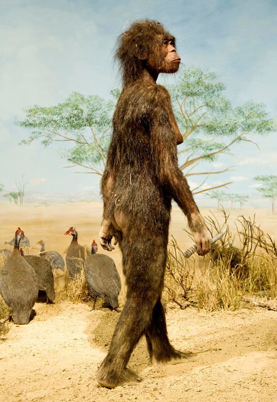 Lucy ein Australopithecus afarensis